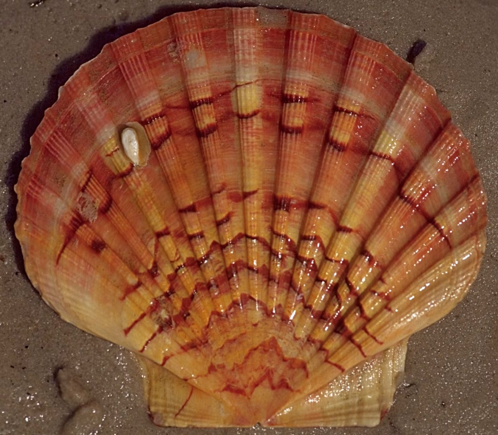 Pilgrim's Scallop