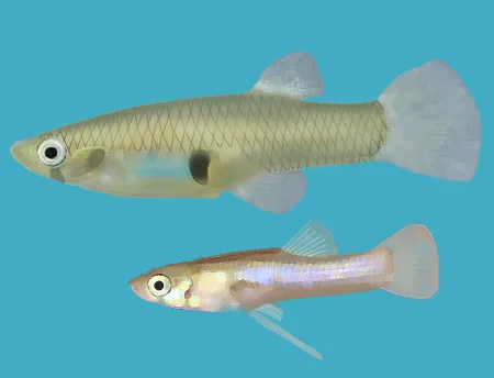 Gambusia orientale