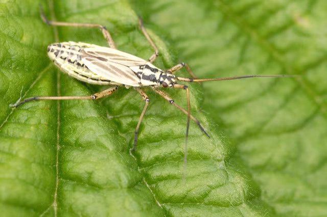 Leptopterna dolabrata