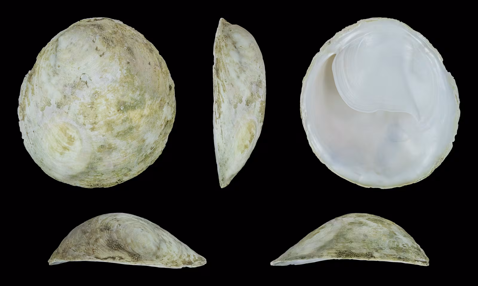 Crepipatella dilatata