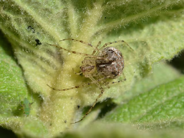Mimetus laevigatus