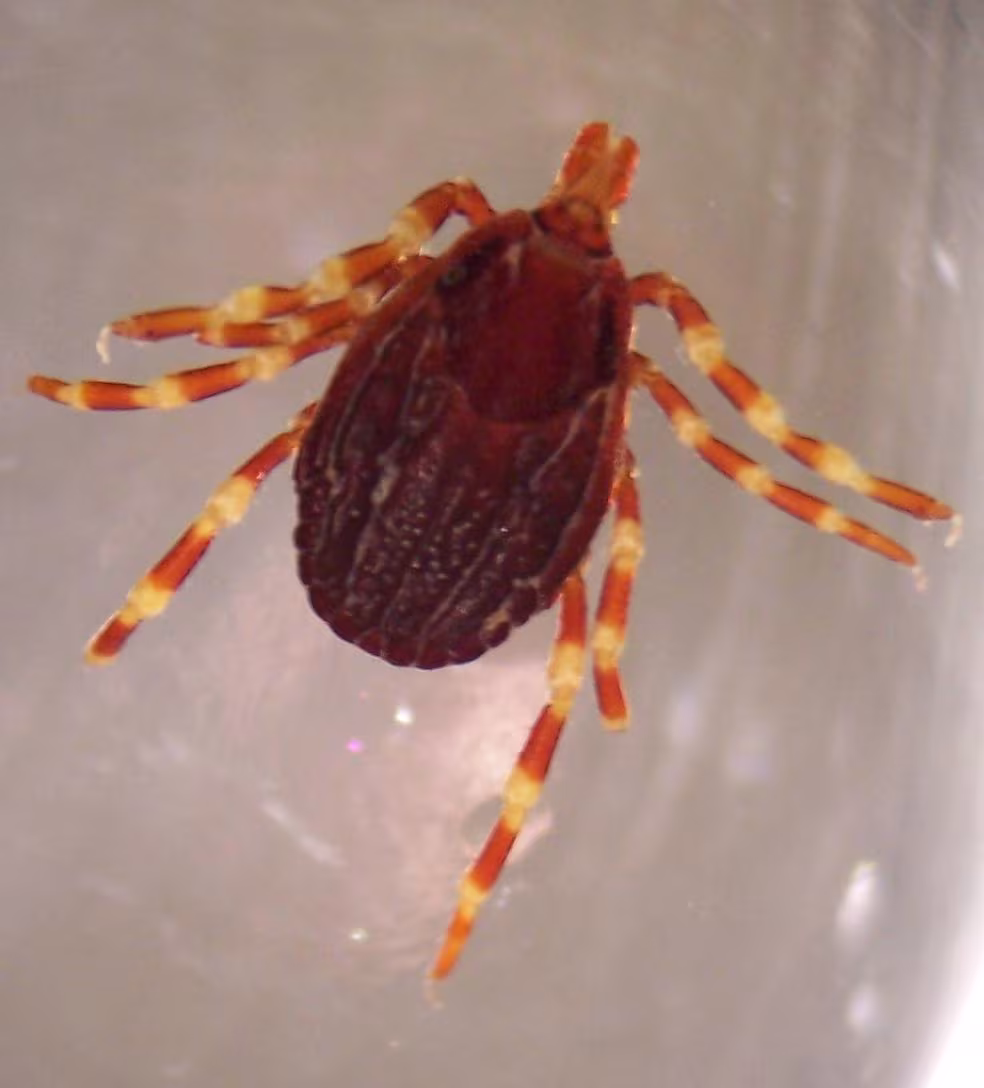 Hyalomma marginatum