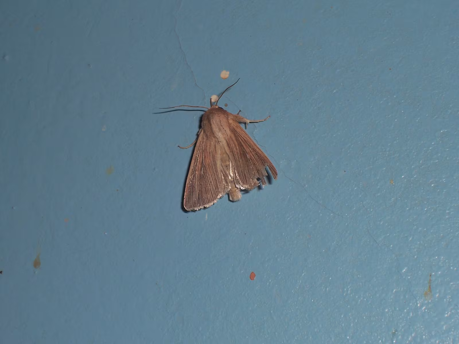 Mythimna congrua