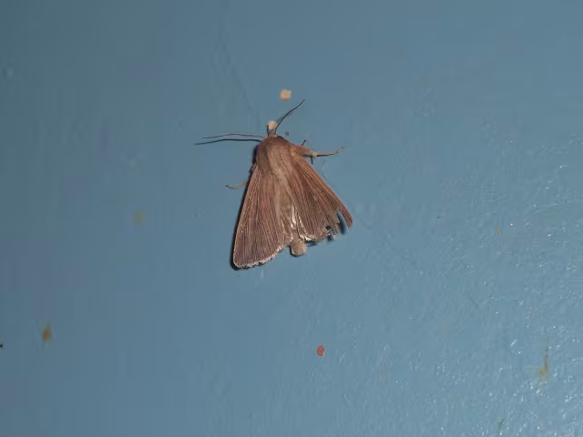 Mythimna congrua