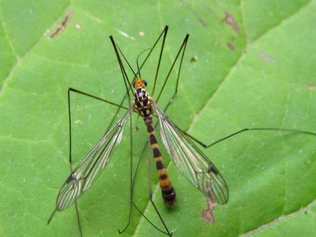 Nephrotoma flavipalpis