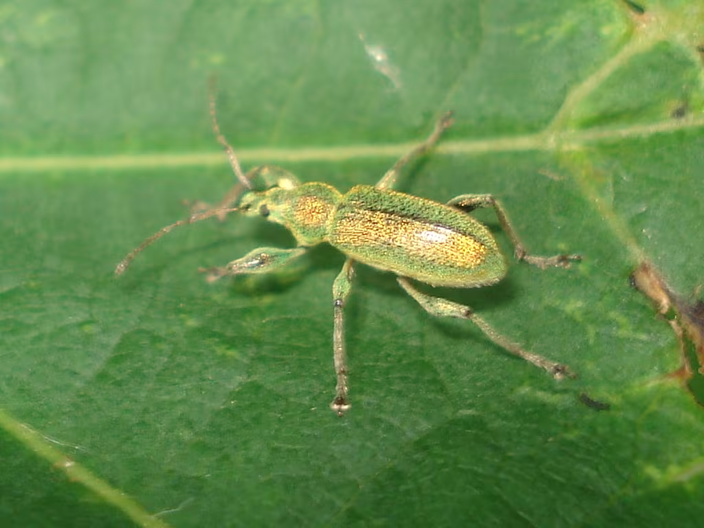 Polydrusus cervinus