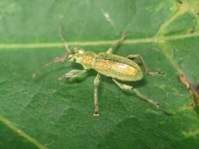 Polydrusus cervinus