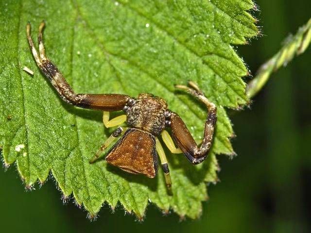 Pistius truncatus