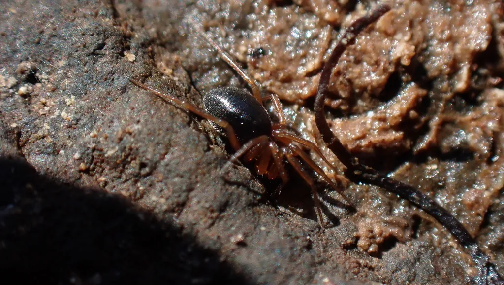 Oedothorax apicatus