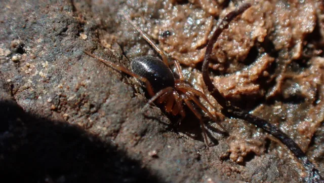 Oedothorax apicatus