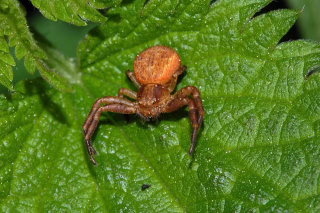 Xysticus lanio