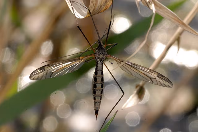 Tipula (Yamatotipula) lateralis