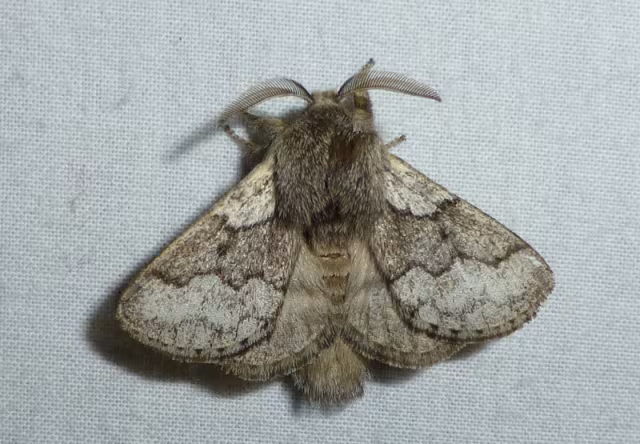 Trichiura crataegi