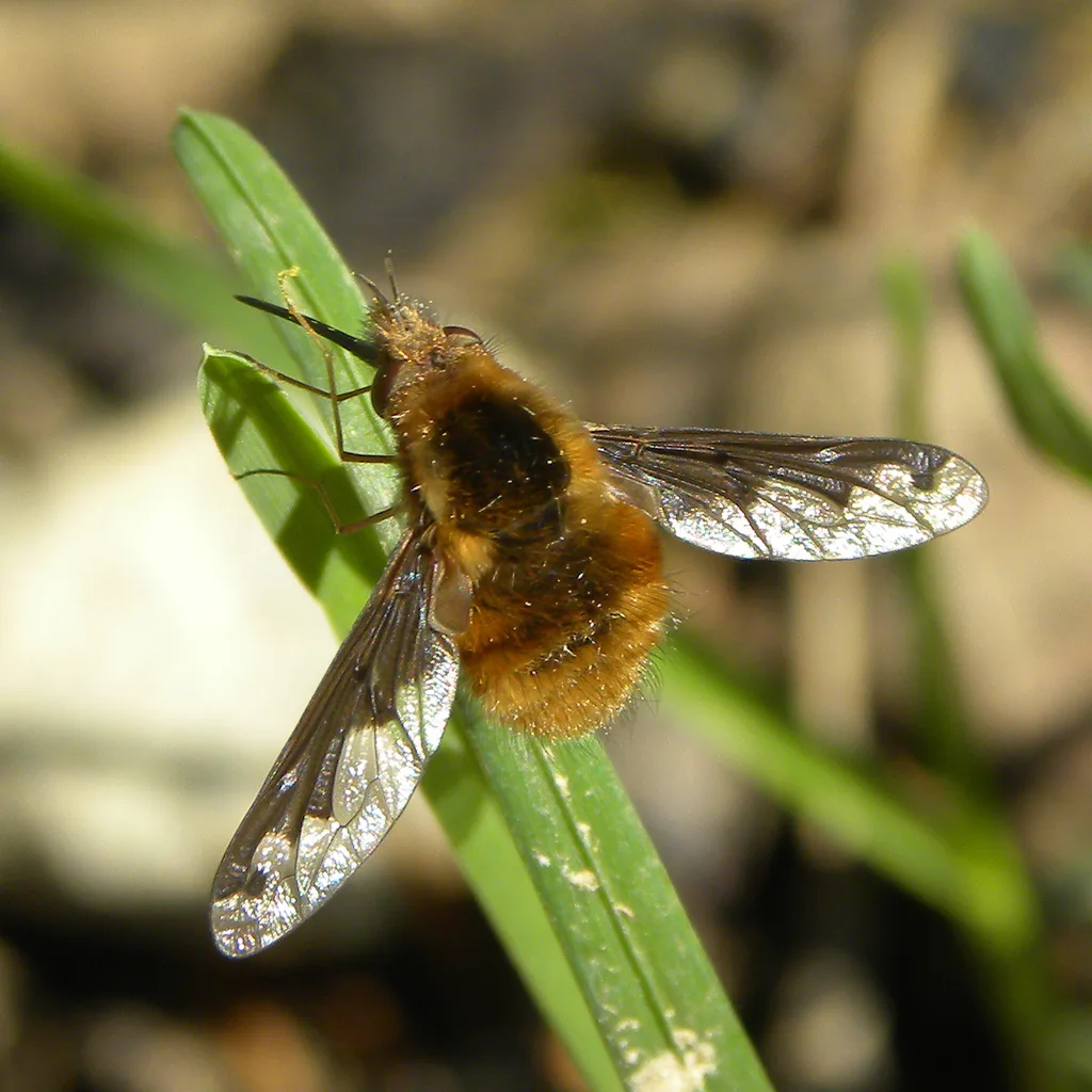 Greater Bee Fly