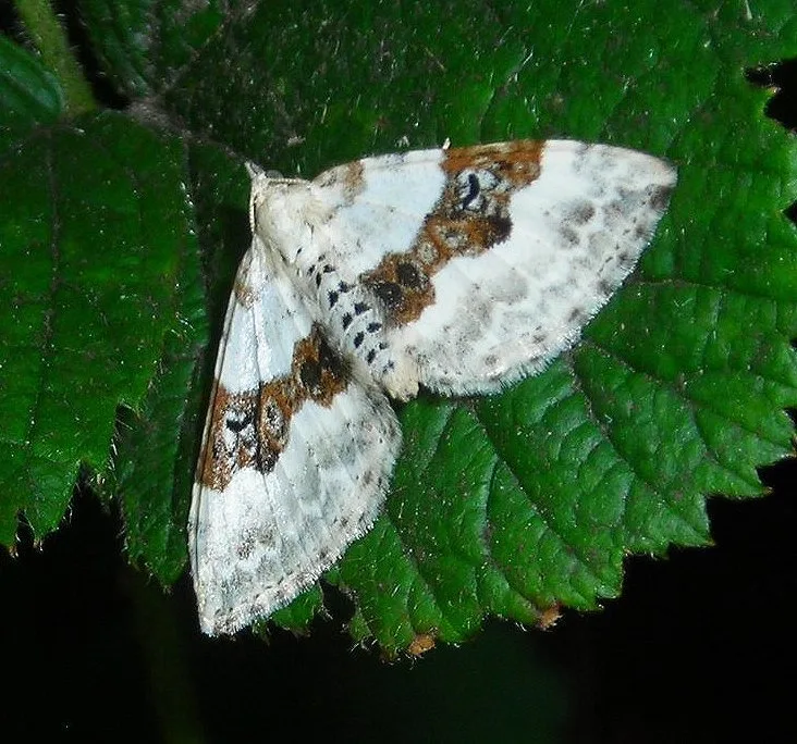 Xanthorhoe montanata
