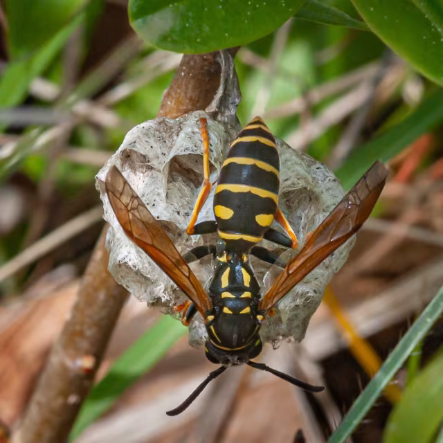 Polistes biglumis