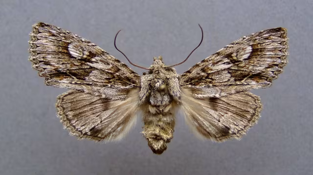 Meganephria bimaculosa