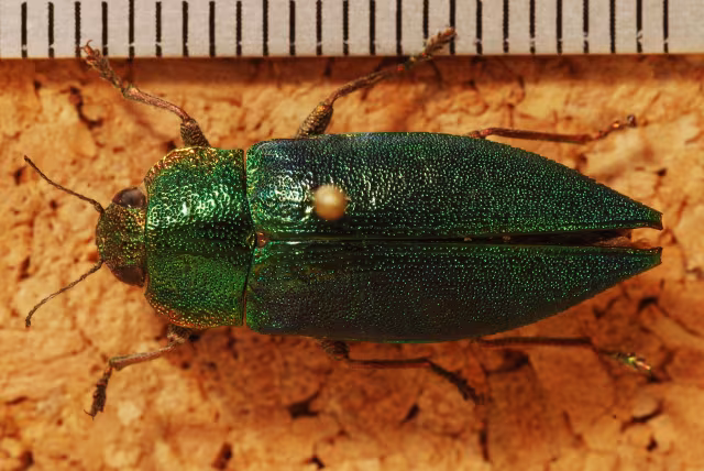 Latipalpis plana