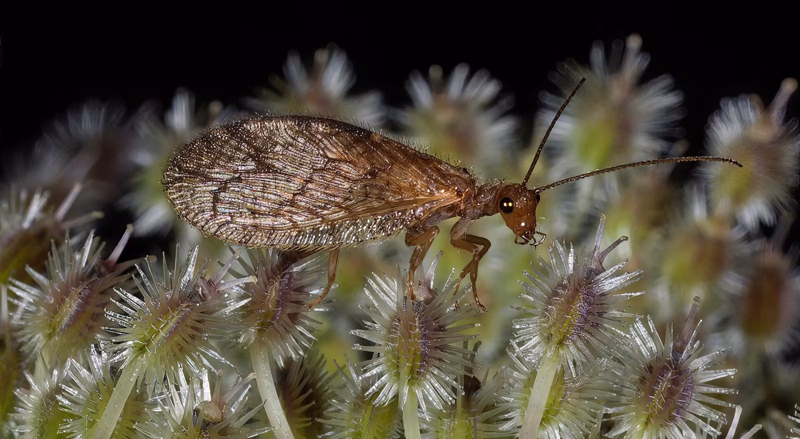 Micromus angulatus