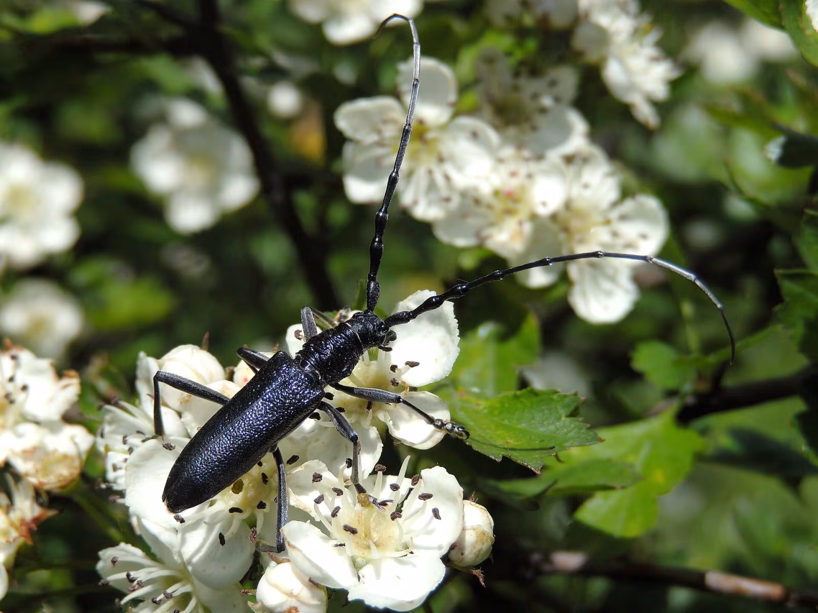Capricorn beetle