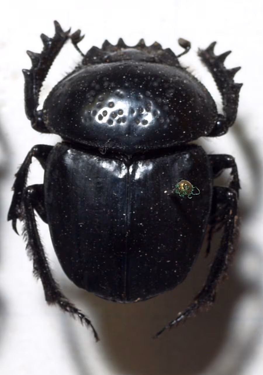 Dune Scarab