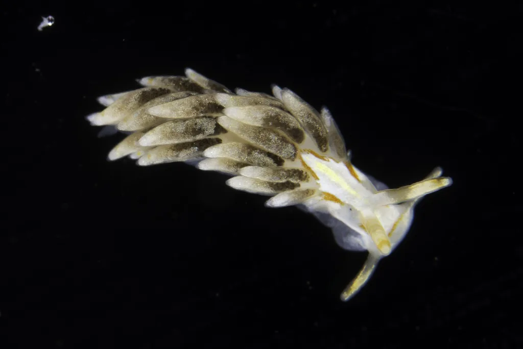 Tenellia genovae