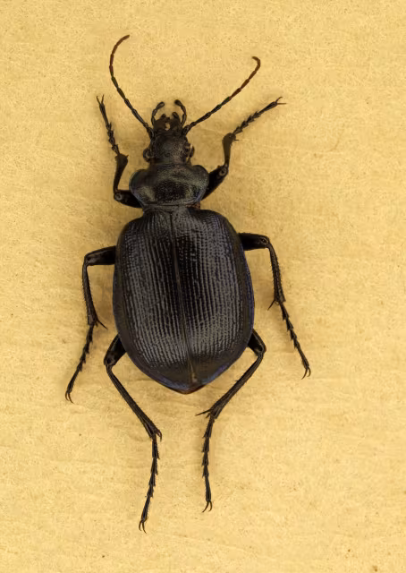 Calosoma inquisitor