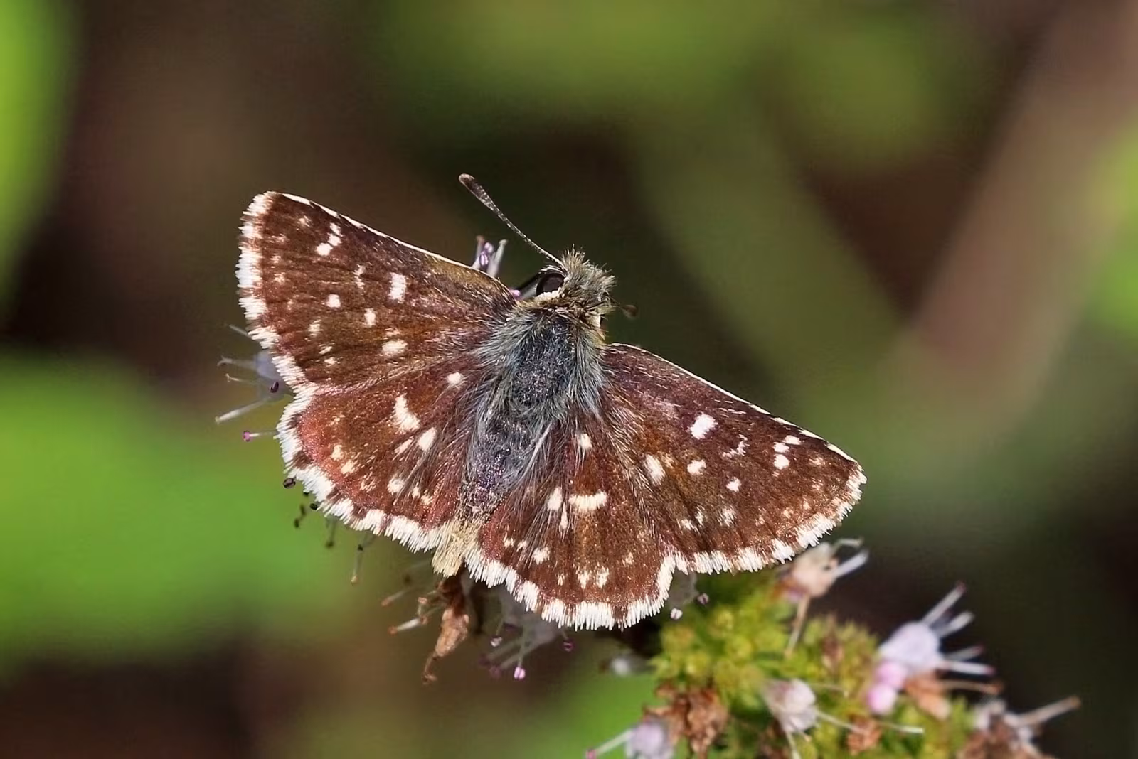 Spialia sertorius