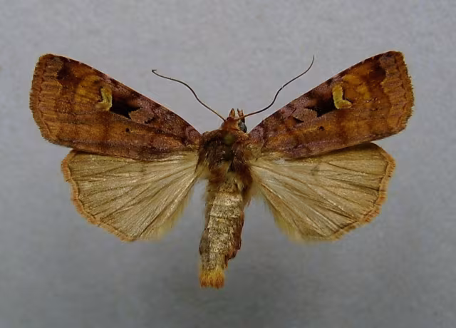 Diarsia brunnea