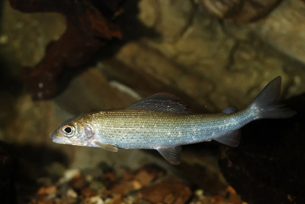 Temolo