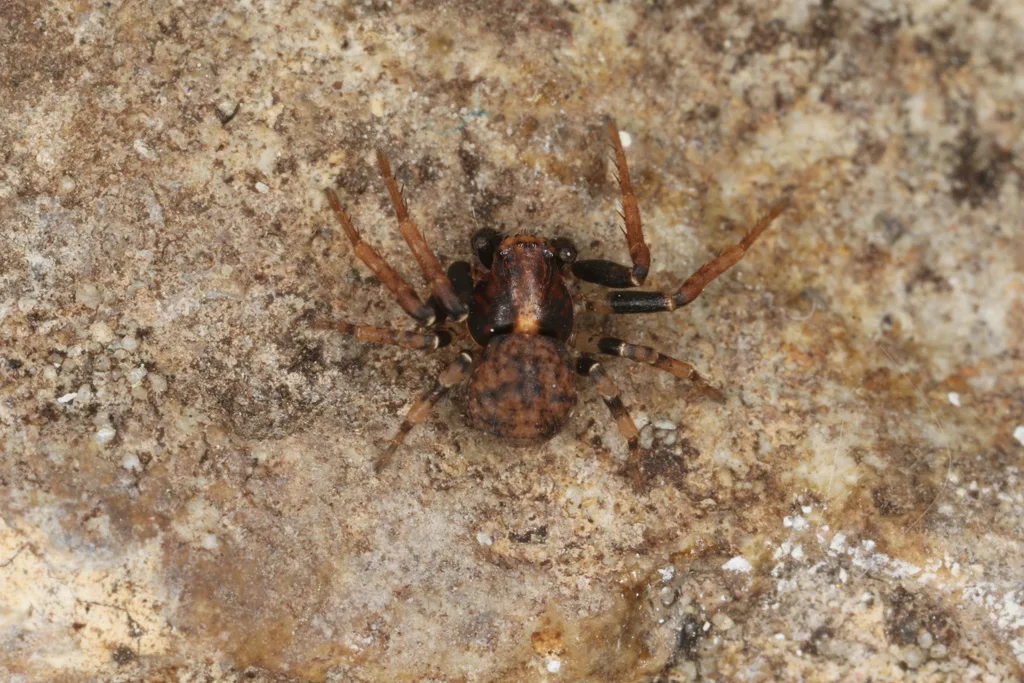 Eurasian Leaflitter Crab Spider