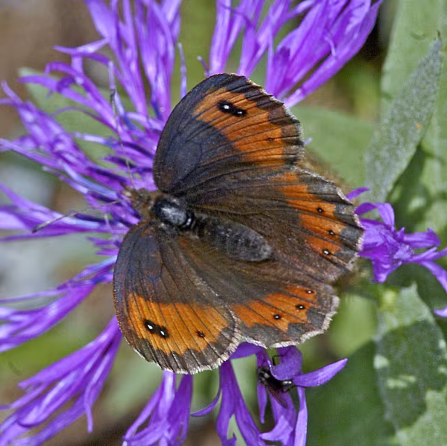 Erebia montana