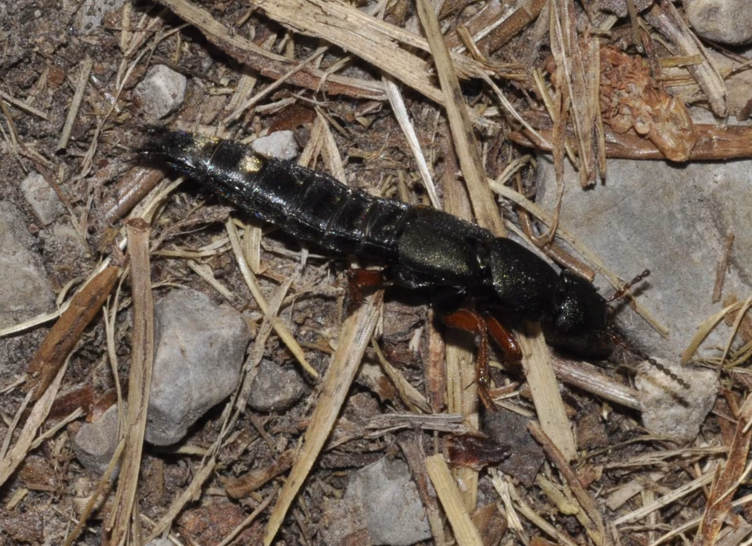 Platydracus fulvipes