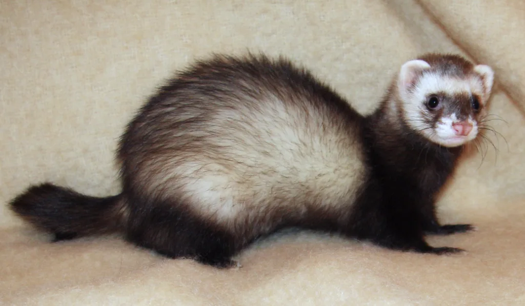 Furetto