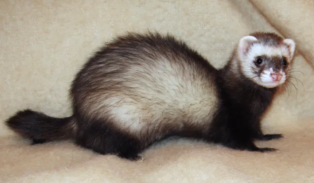 Furetto