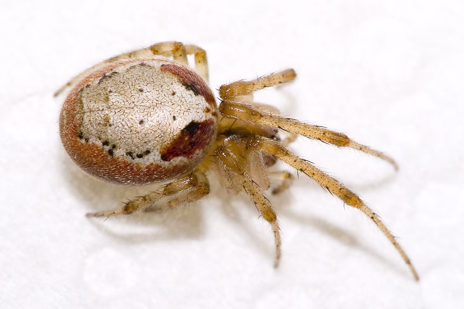 Zygiella atrica