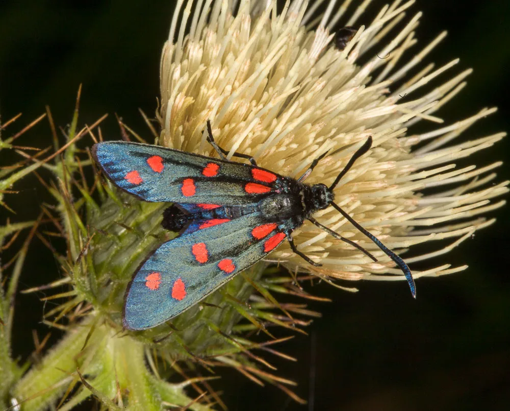 Zigena transalpina