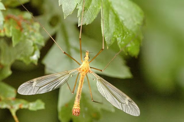 Tipula (Lunatipula) fascipennis