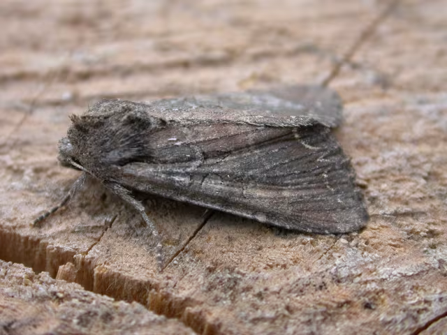 Lacanobia suasa