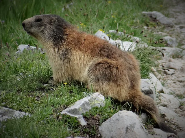 Marmotta