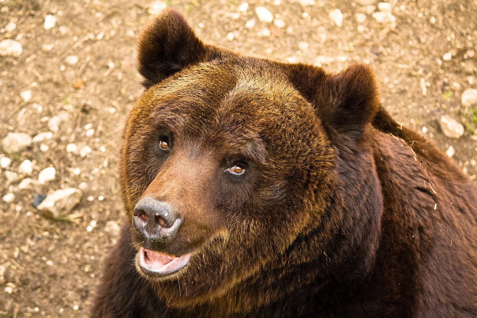Orso bruno marsicano