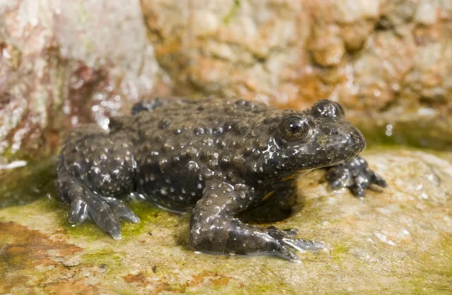 Ululone appenninico