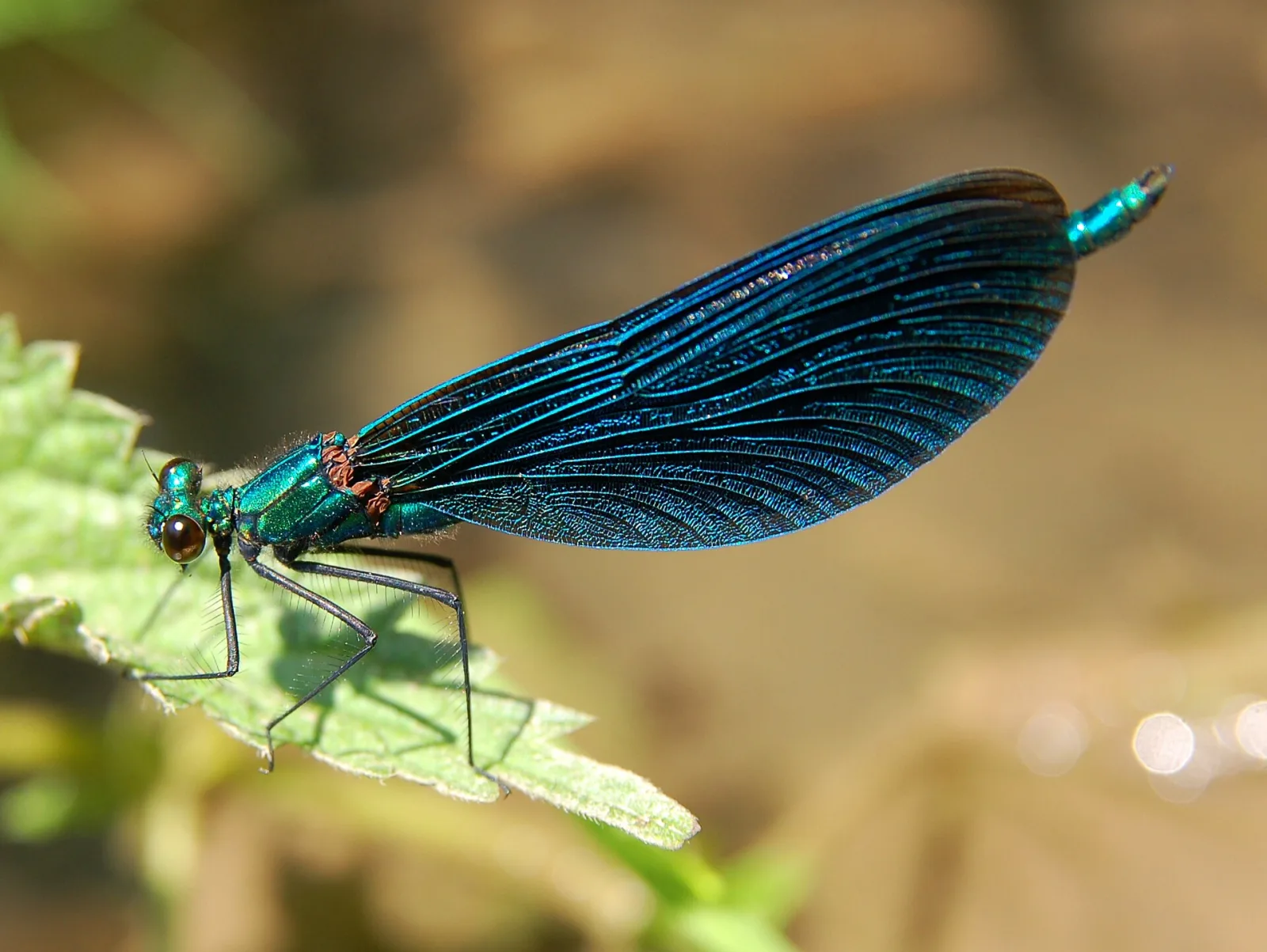 Calopterige splendente (Calopteryx virgo)