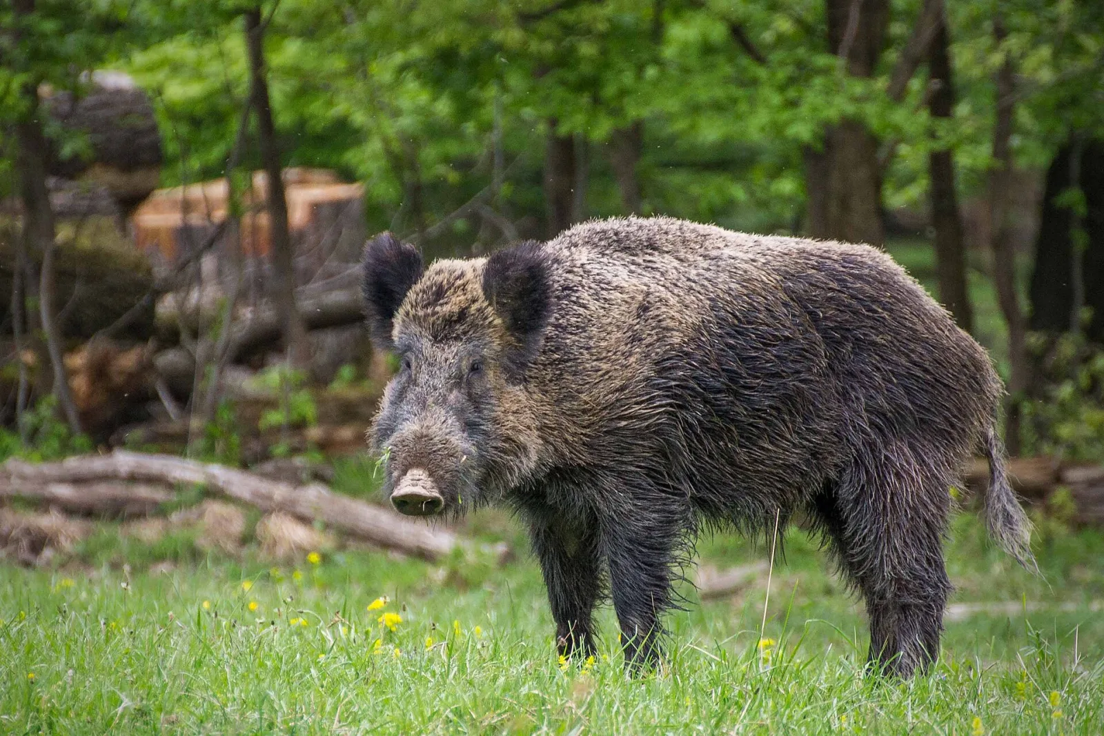 Cinghiale (Sus scrofa)