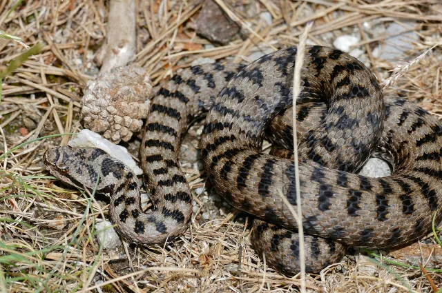 Vipera comune