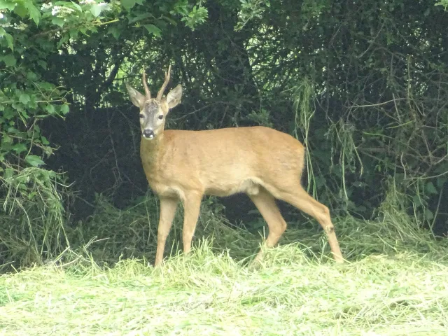 Capriolo