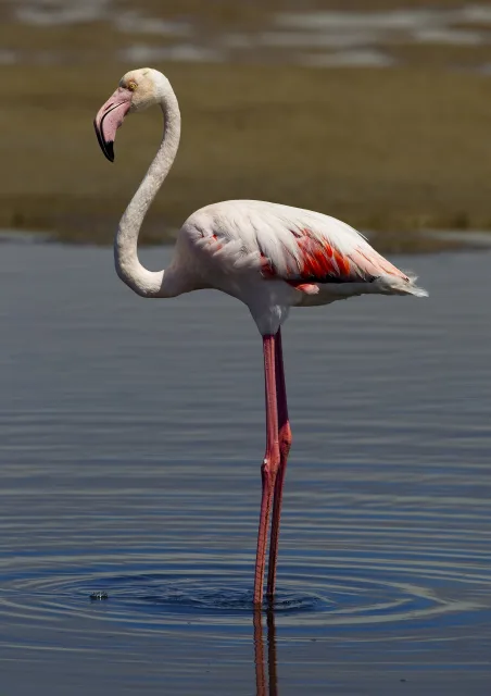 Fenicottero rosa
