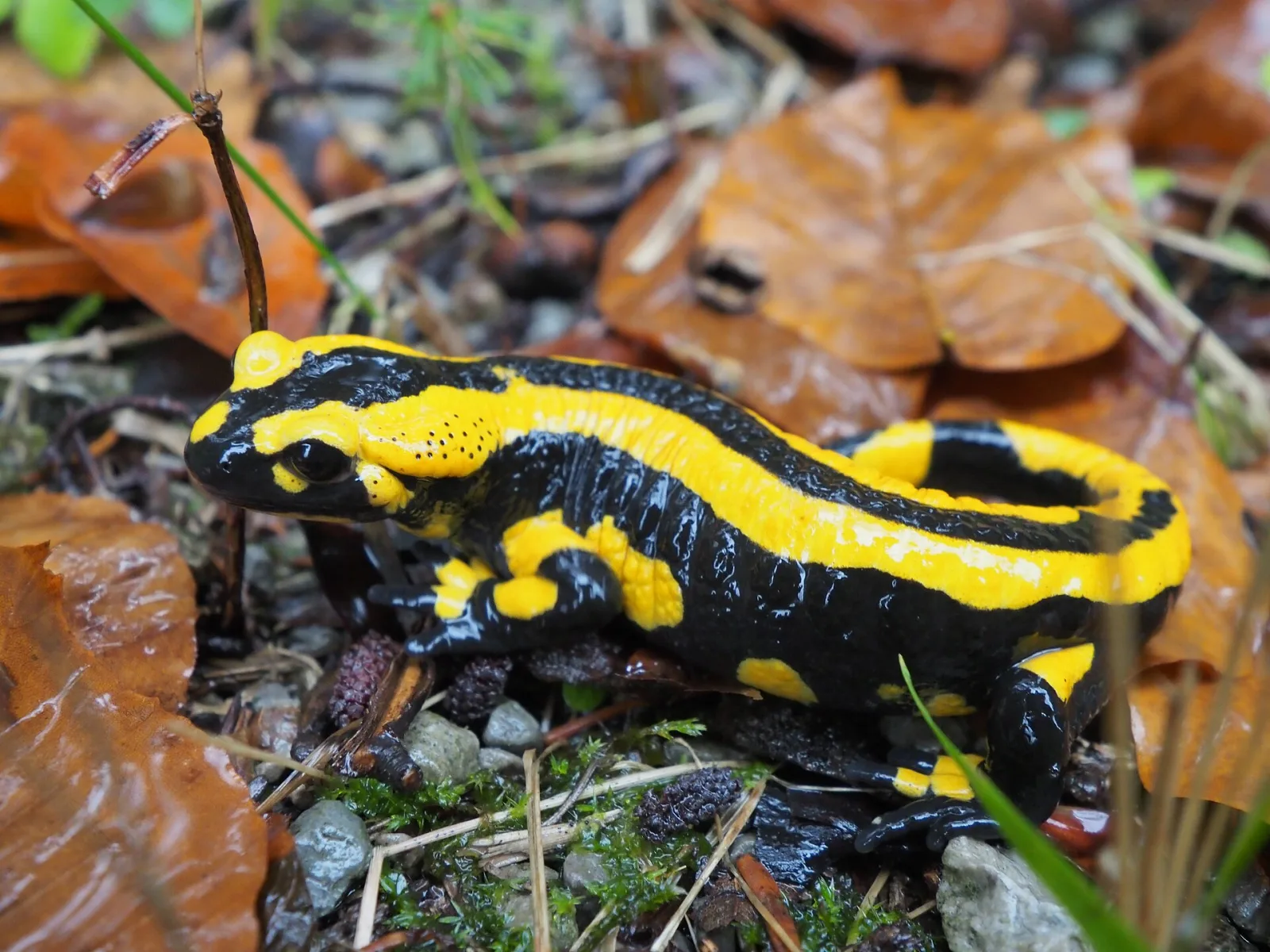 Salamandra pezzata (Salamandra salamandra)