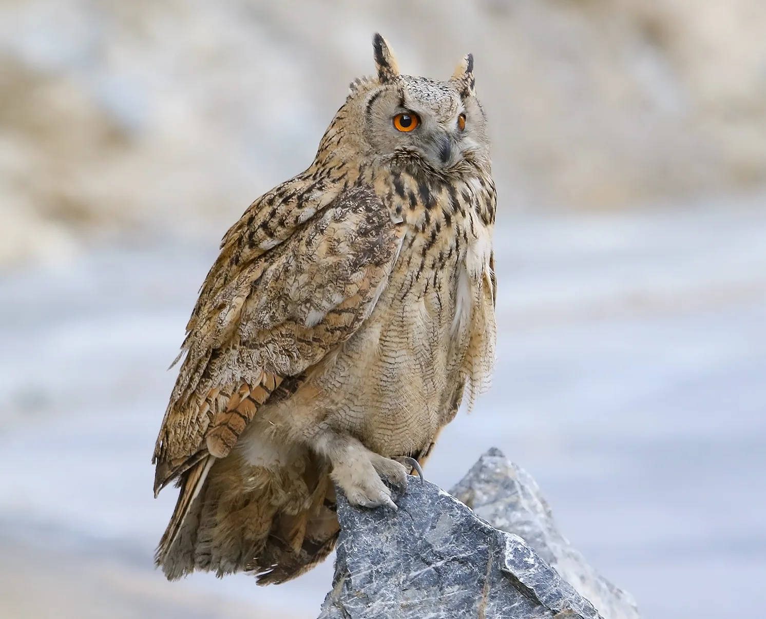 Gufo reale (Bubo bubo)