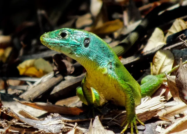 Ramarro occidentale (Lacerta bilineata)